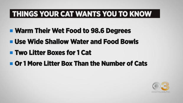 What your cat wants you to know 