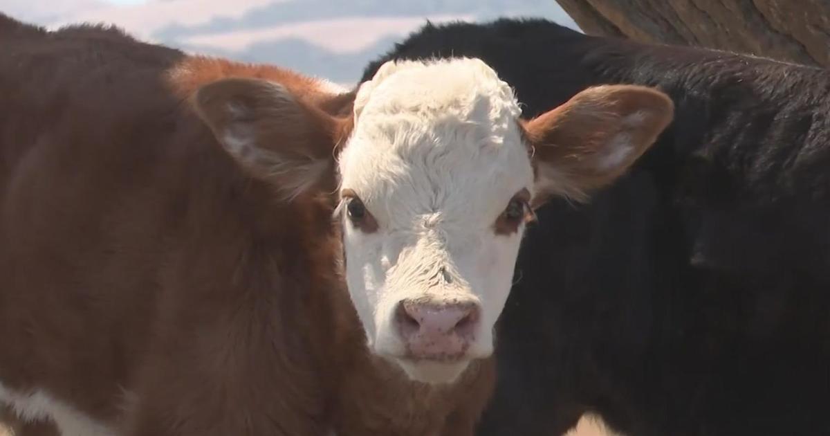 West Virginia to receive up to .8 million for livestock project