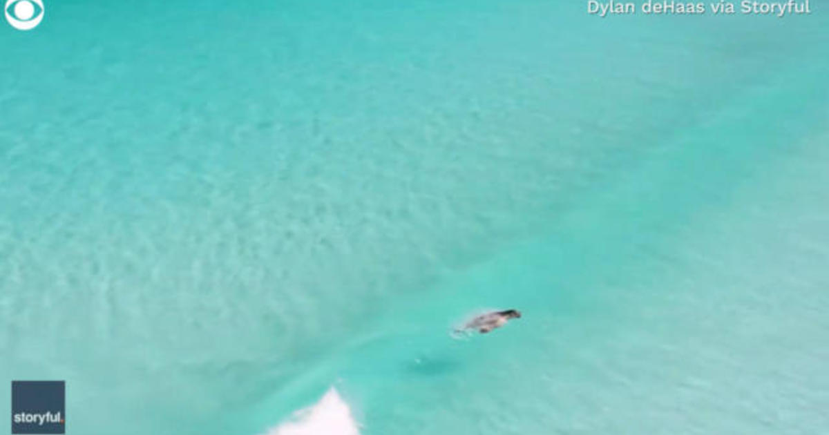 Aerial footage captures sea lion "surfing" - CBS News