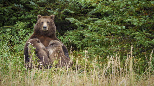 Coastal brown bear, or Grizzly Bear, nursing cubs. South Central Alaska. 