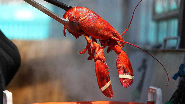 Mild Winter In Northeast Drives Lobster Prices To Record Lows 