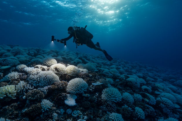 Coral Reefs And White Death