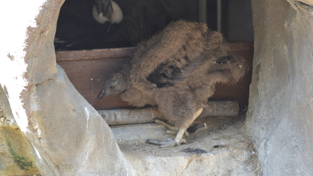 kdka-national-aviary-andean-condor.png 