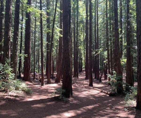 sequoia-point-joaquin-miller-park.jpg 
