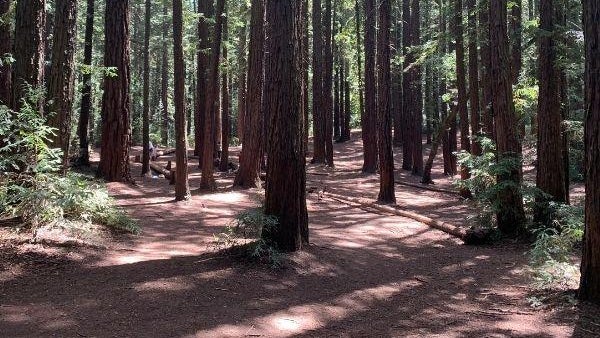 sequoia-point-joaquin-miller-park.jpg 