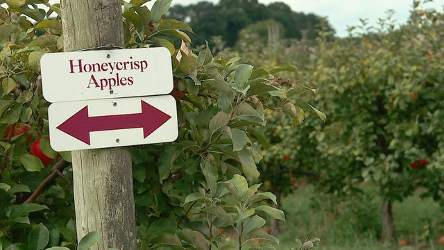 Apples, apple picking, belkin lookout farm 