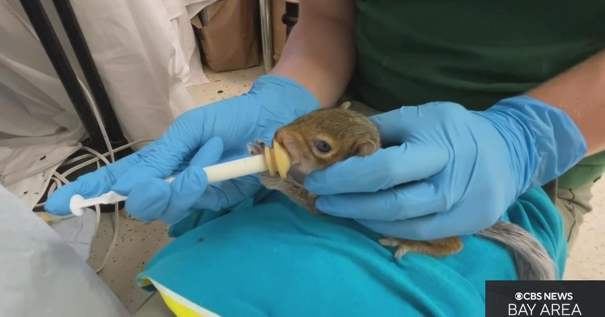 Wildlife rescue in San Jose sees influx of injured baby squirrels after