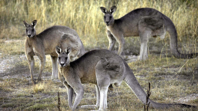 Australia Kangaroo Attack 