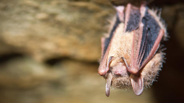 Tri-colored Bat 