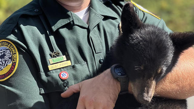 bear-rescue.jpg 