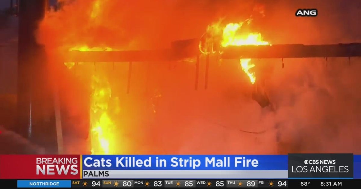 Cats killed in Palms strip mall fire - CBS Los Angeles