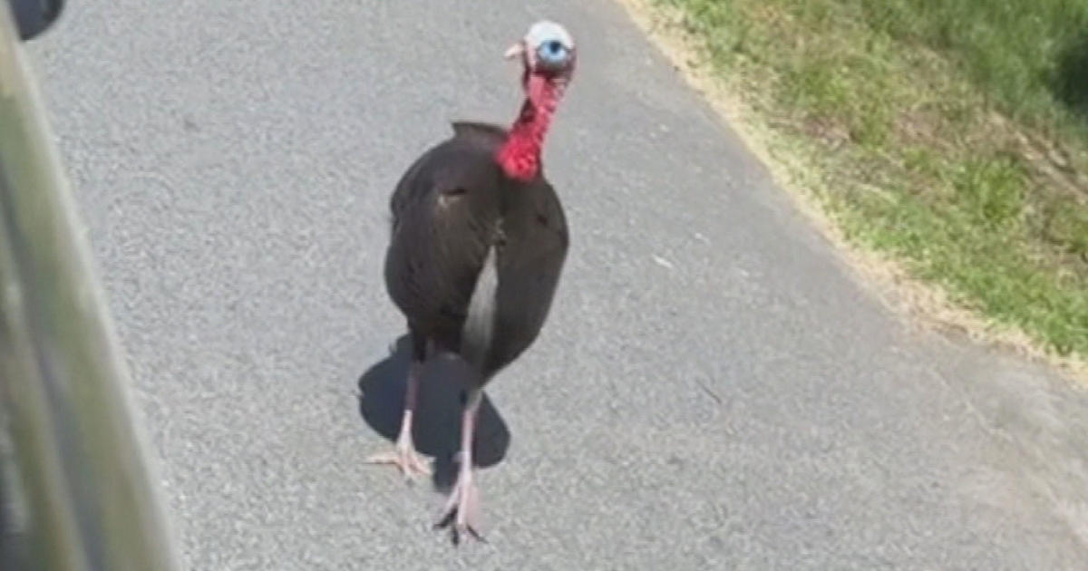 Aggressive turkeys take over Woburn neighborhood - Oprice.in