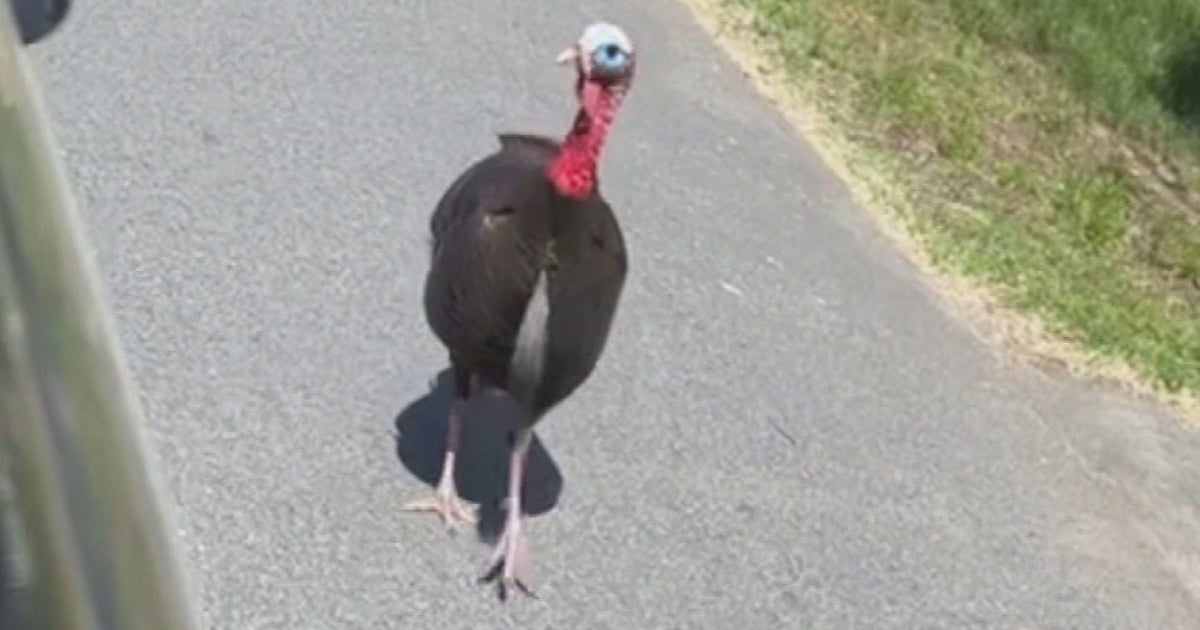 Aggressive turkeys take over Woburn neighborhood – Oprice.in