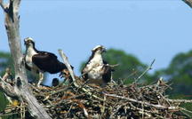 Extended Nature Video: Ospreys 
