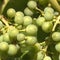 Napa County wineries research new technology to fight climate change