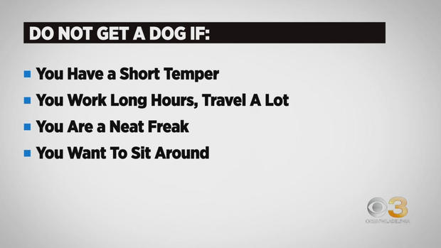 CBS3 Pet Project: Why getting a dog is not an easy decision 