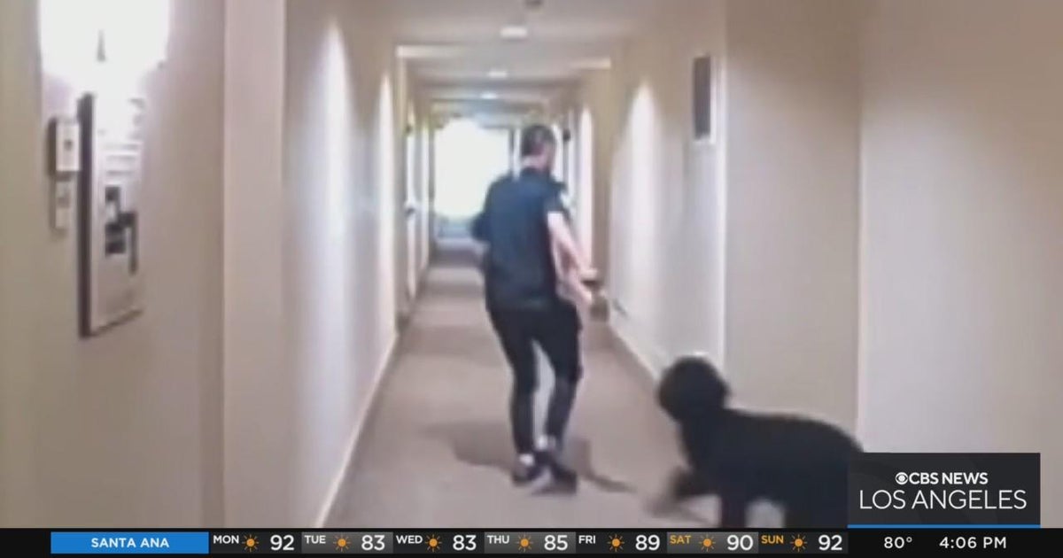 Police continue search for man caught abusing a dog in Anaheim - CBS ...