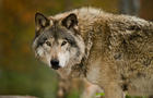 Gray wolf 