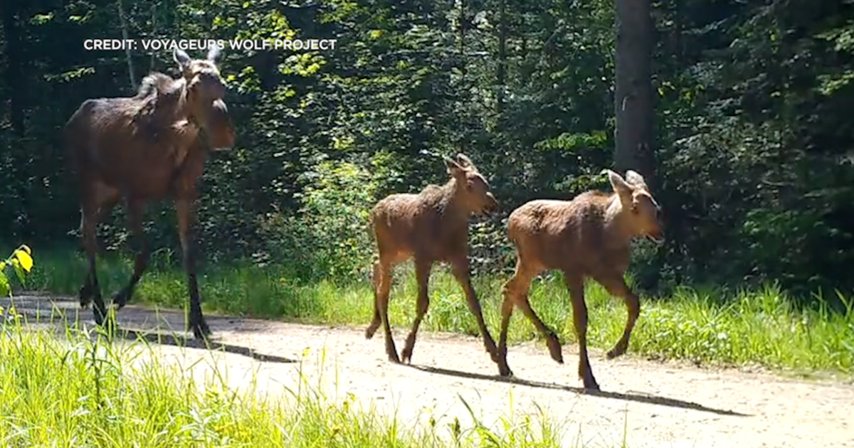 Moose calf survival hopeful - The Timberjay