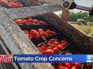 2021: sharp increase in the cost of tomatoes as 'raw material' - Tomato News