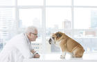 Older Caucasian veterinarian staring at bulldog 