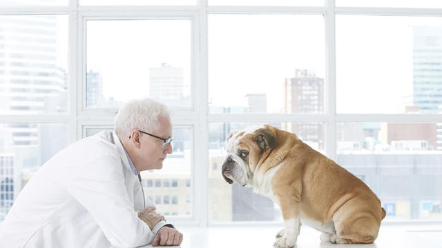 Older Caucasian veterinarian staring at bulldog 