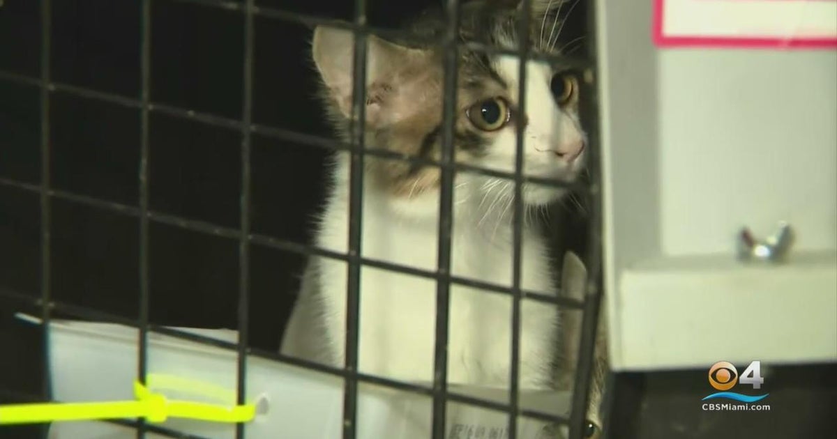 Rescued pets arrive in South Florida on flight from Puerto Rico - CBS Miami