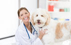 Beautiful female veterinarian poses for camera with Goldendoodle patient 