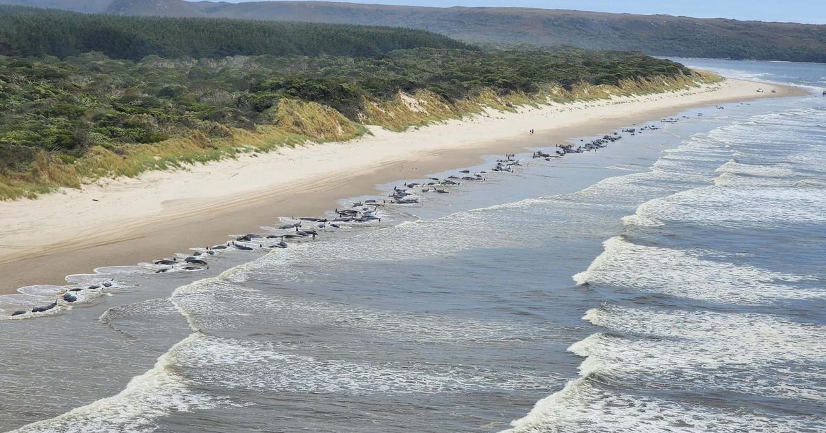 A day after 230 whales were found stranded on a beach in Australia's island state of Tasmania, most of them have died, officials said. They appear to 