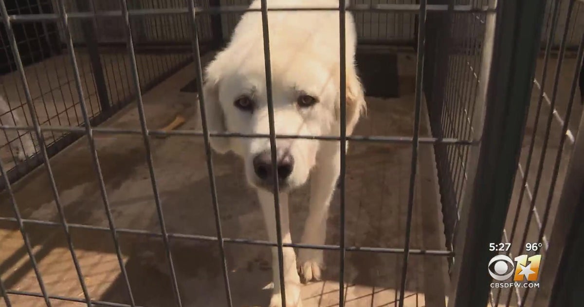 Apollo Support & Rescue helping animals find forever homes - CBS Texas