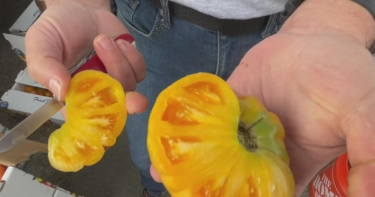 Climate change impacting California's tomato crop CBS San Francisco