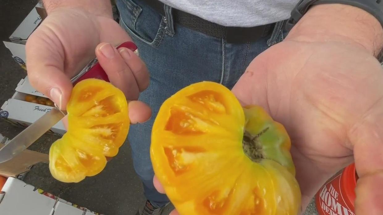 Climate change impacting California's tomato crop CBS San Francisco