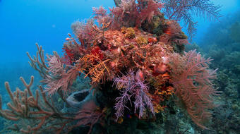 2011: 60 Minutes explores Cuba's vibrant coral reefs 