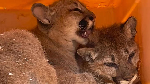 captured-mountain-lion-cubs-oakland-zoo.jpg 