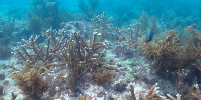 New innovations attempting to rescue coral reefs 