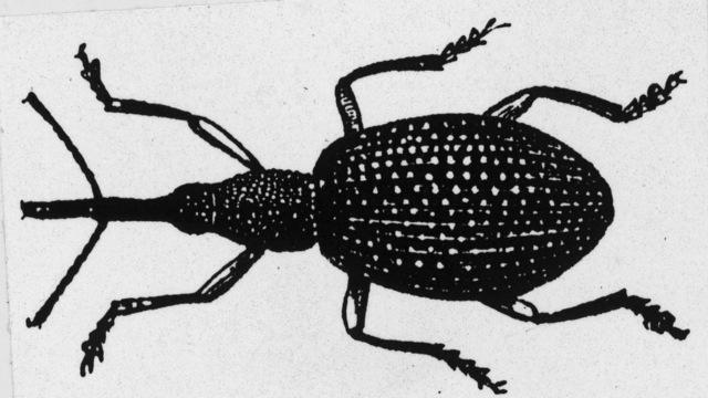 bollweevil-1319191-640x360.jpg 