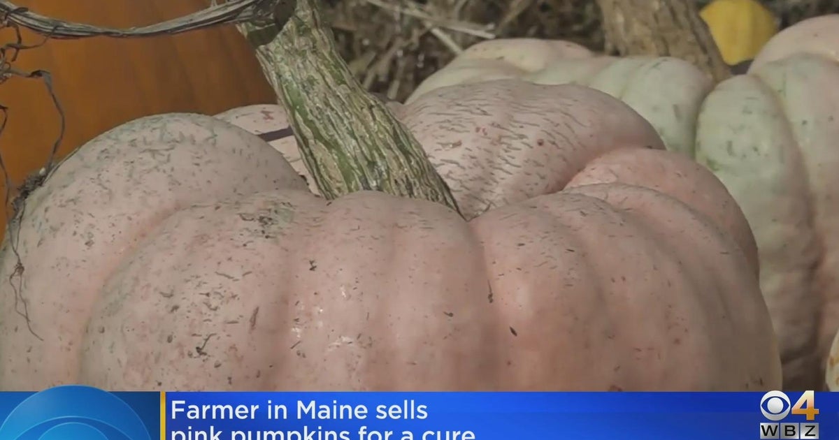 Farmer in Maine sells pink pumpkins for a cure CBS Boston