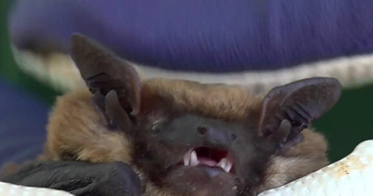Bats move into Davis High gym, postponing homecoming dance