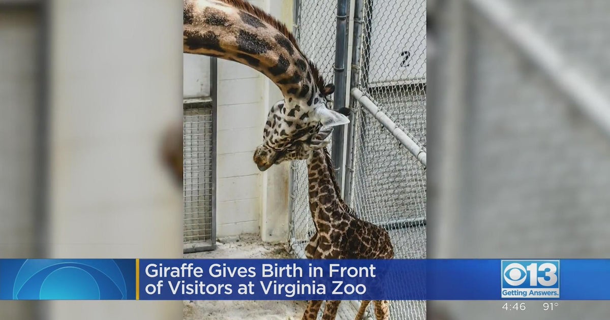 Giraffe gives birth in front of visitors at Virginia zoo