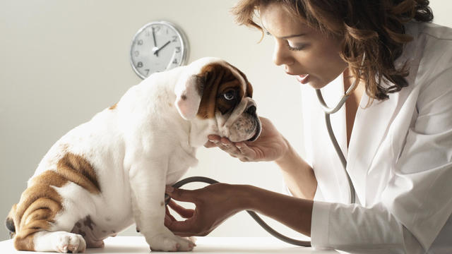 Mixed Race female veterinarian examining puppy 