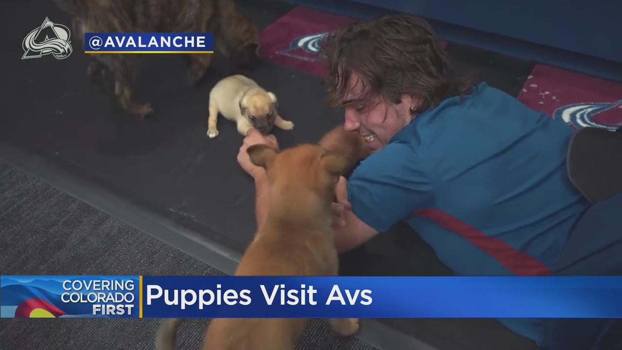 Colorado Avalanche Roundup: Player Activities and Puppies