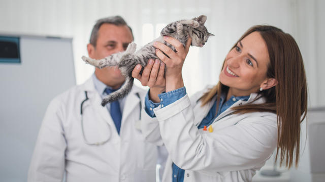 Cute cat at clinic 
