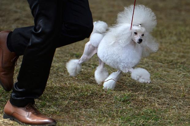 A Toy Poodle dog participates in a dog show organized by the Madras Kennel Club in Chennai on September 11, 2022. 