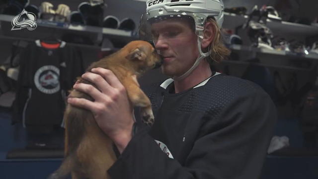Colorado Avalanche have puppy day at the rink