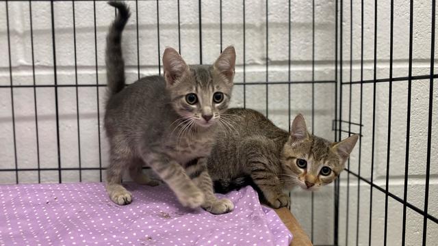 bo-and-daisy-are-10-week-old-kittens-in-boston-credit-mspca-angell-1.jpg 