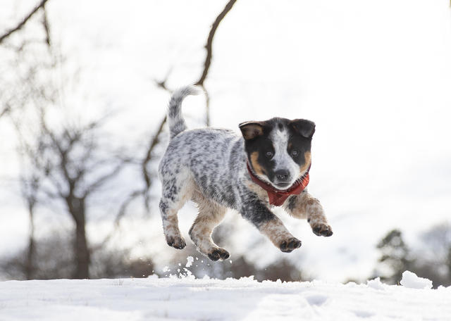 29 Best Interactive Dog Toys For Pups In 2023