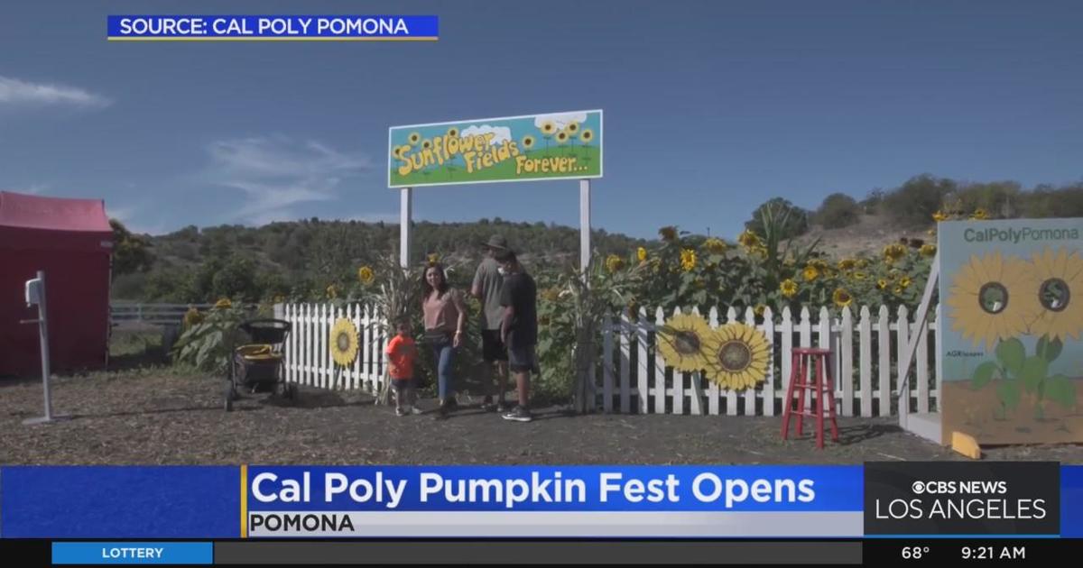 Cal Poly Pumpkin Fest Opens CBS Los Angeles