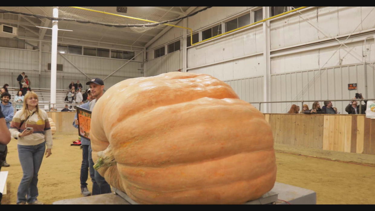 Giant pumpkin weighing 2,480 pounds breaks Topsfield Fair record CBS