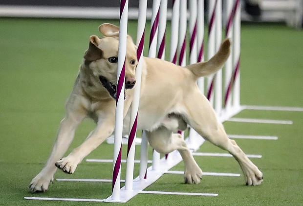 Tag, a Labrador retriever weaves, through a series of poles during Westminster Kennel Club's agility competition Saturday Feb. 8, 2020, in New York. 