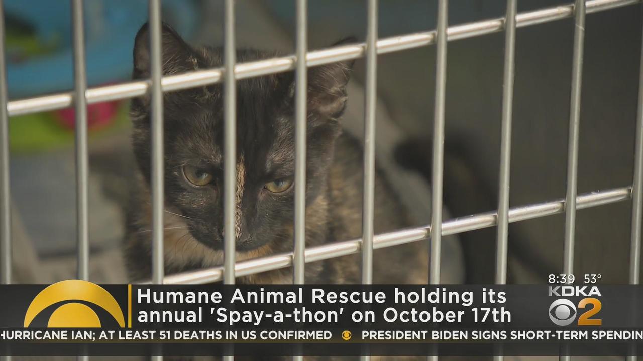 Humane Animal Rescue of Pittsburgh hosting Spay-A-Thon - CBS Pittsburgh